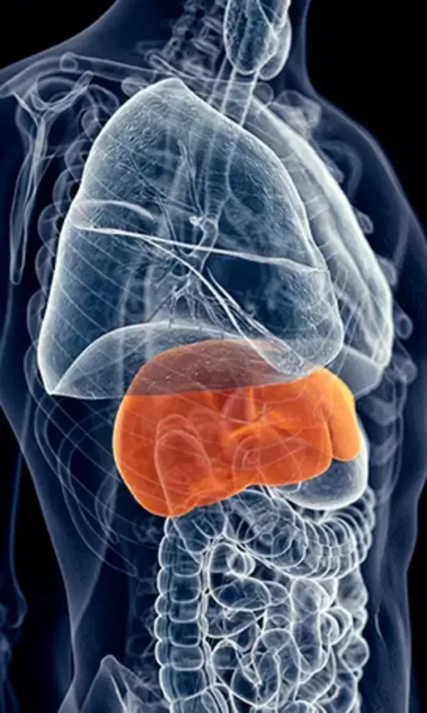 image X of liver